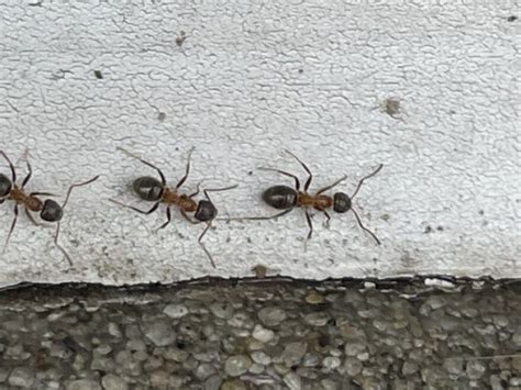 singapore city map|‘ManhattAnt’: What to know about the invasive ant that’s ‘taken .